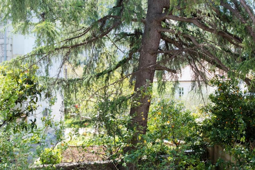 Апартаменты Lapad Cove Дубровник Экстерьер фото